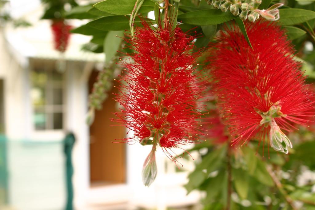 Bluff Hill Bed & Breakfast Napier Exterior foto